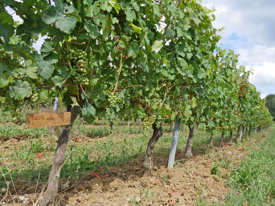 Виноградник на урожай